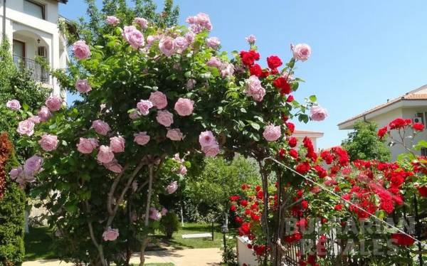 ID1405 Apartment in cozy Triumph complex ID: 1405 - Photo 4