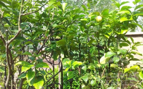 Aphrodite Rose ID: 587 - Photo 20