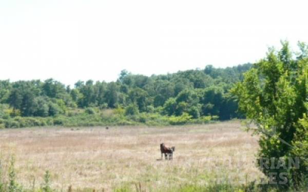 Serena Residence / Серена Резиденс ID: 128 - Фото 5
