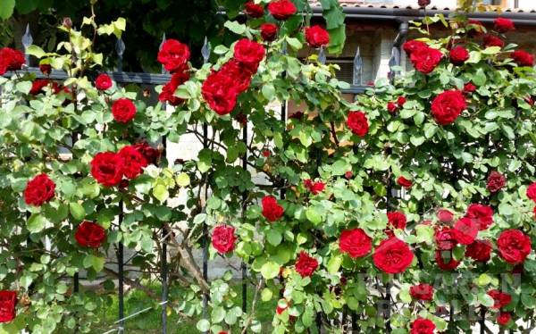 Przytulne studio z widokiem na basen ID: 1991 - Фото15