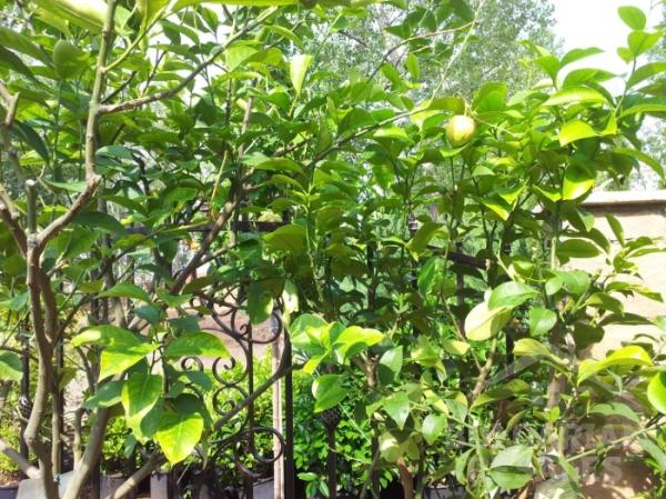 Aphrodite Rose ID: 587 - Photo 20