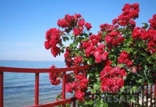 Privilege Fort Beach / Привилидж Форт Бич ID: 179 - Фото 2