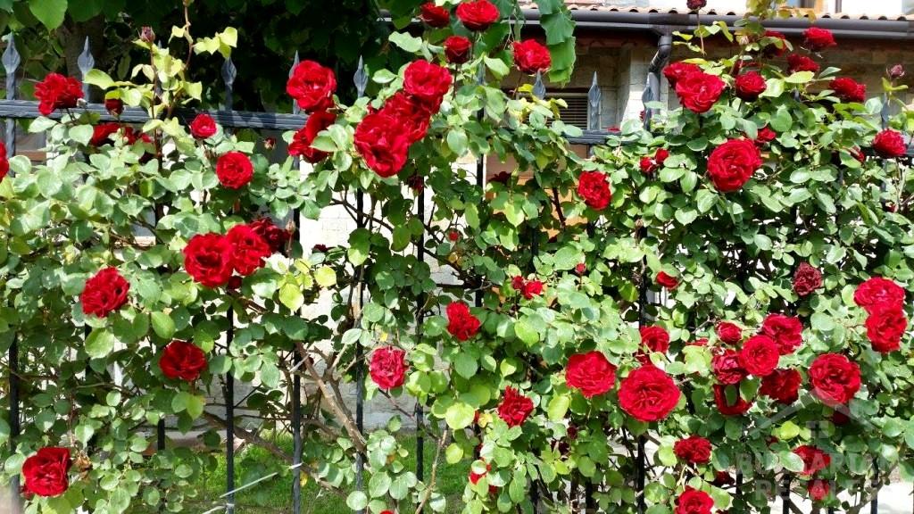 Przytulne studio z widokiem na basen ID: 1991 - Фото15